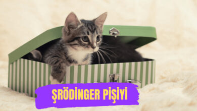 Şrödinger pişiyi